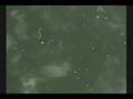 videos de Captain Nemo & Charlie, the Fishes