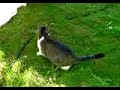 cats in the garden 2 (maine coon) cats in the garden 2 (maine coon)