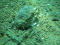 Box Crab eating shells