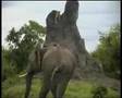 African Safaris - Tubu Tree Leopard and Elephant