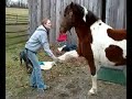Minnow is the next American Horse Idol! Minnow is the next American Horse Idol!