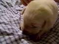 Labrador Retriever video