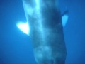 Check out the full trip report at multicolouredplanet.com ... An amazing 4-day scuba diving live-aboard on the Great Barrier Reef with Mike Ball Dive Expeditions.