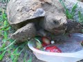 Gopher Tortoise eating Gopher Tortoise eating