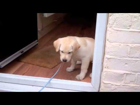 Oscar, our labrador puppy, scared to cross the door threshold for his first walk Oscar, our labrador puppy, scared to cross the door threshold for his first walk