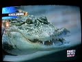 2 guys arrested at Petsmart for having pet Alligator
