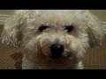 videos de Moose the MaltiPoo - Dog Tricks Part I