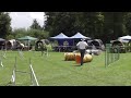 Agility, Möttingen, Gino