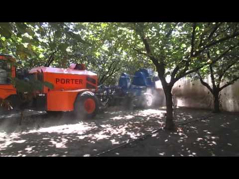 how to harvest hazelnuts
