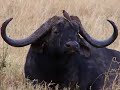 Masai Mara Ballooning