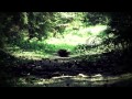 Wildschwein Jagd