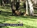 Funny Kangaroos Gang Bang Funny Kangaroos Gang Bang