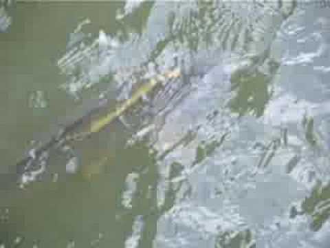 FISH WITH LEECH (whoops, Lamprey)