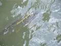FISH WITH LEECH (whoops, Lamprey)