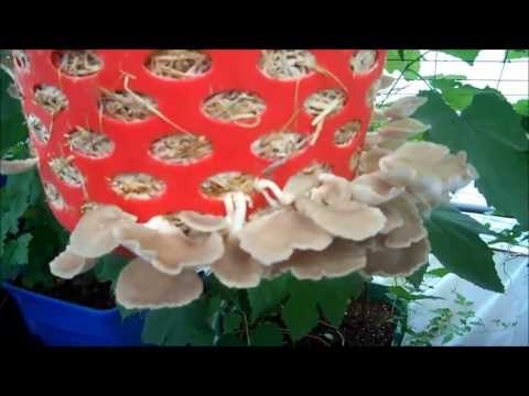 how to harvest huge mushrooms