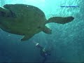 Skin SCUBA Diving-Turtle