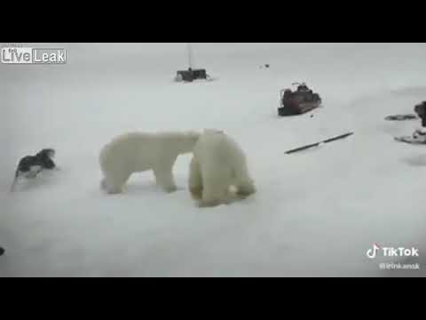 Facet kontra dwa niedźwiedzie polarne. Trzeba mieć jaja ze stali