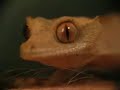 Crested Gecko Baby