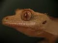 Crested Gecko Baby Crested Gecko Baby