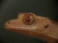 Crested Gecko Baby