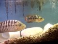 R.H.C Super Red Tiger Rio Blanco Motaguense & Golden Tiger