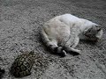 Mon chat et ma tortue Mon chat et ma tortue