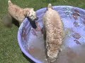 fergus-feena-backyard-adventure-.html