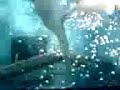Jaws UNLEASHED In Gameplay. Funny Sounds Included