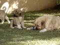 Cachorros pastores del caucaso, 2 meses y medio