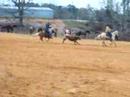 Prissy the Halflinger Heel Pony