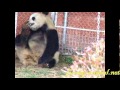 Panda licking paw 