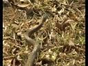 videos de Black Mamba.avi