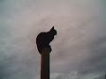 Cat up a pole