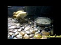 Ducklings eating earthworm