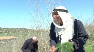 من مخيم الجلزون الى بيت نبالا المهجرة | ממחנה פליטים אלגַ'לַזון אל הכפר ההרוס בֵּית נַבַּאלַא