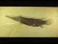 Prehistoric fish