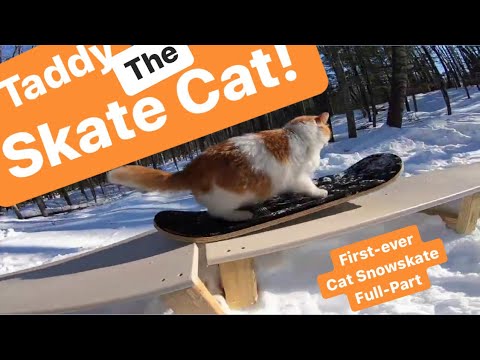 Snowboarding Taddy Cat