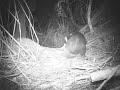 Tassie Devil wildlife video