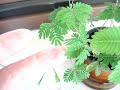 mimosa pudica mimosa pudica