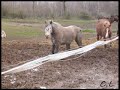 Montage Qualité des Morins