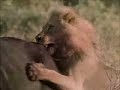 Lions against Buffalo Lions against Buffalo