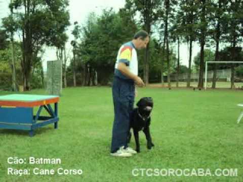 cana corso