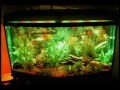Fish tank disco