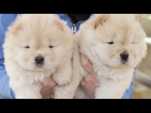 Amazing Animal Facts!: Chow Time!