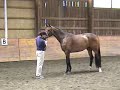 3yo Han Filly Pascala - MPT (Jump Chute) for sale 3yo Han Filly Pascala - MPT (Jump Chute) for sale