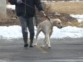 01.25.12 DOGS WAITING FOR YOU AT SAVE-A-PET.mp4