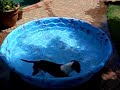 Dachshund Swim