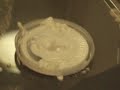 Rock & Roll cornflour experiment 4