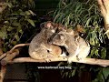 coala, koala coala, koala