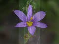 Dorothy Squires - Say It With Flowers